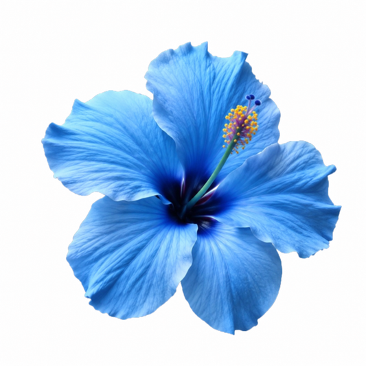 Blue Hibiscus